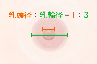 乳頭乳輪比